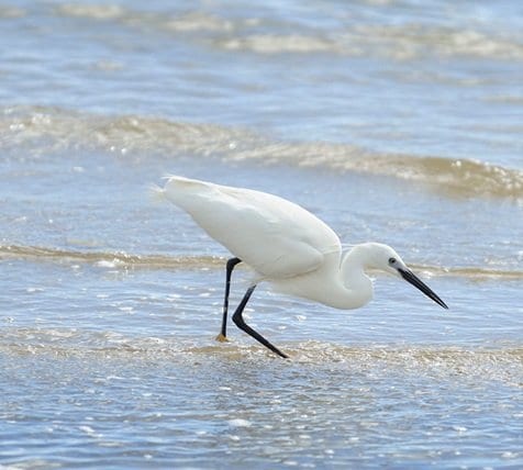 saf_16_mobile Mobile Image