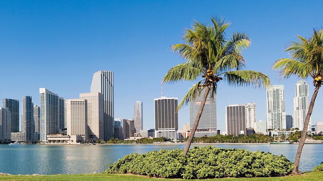 Miami skyline with palm trees and blue sky | MSC Cruises Miami skyline with palm trees and blue sky | MSC Cruises
