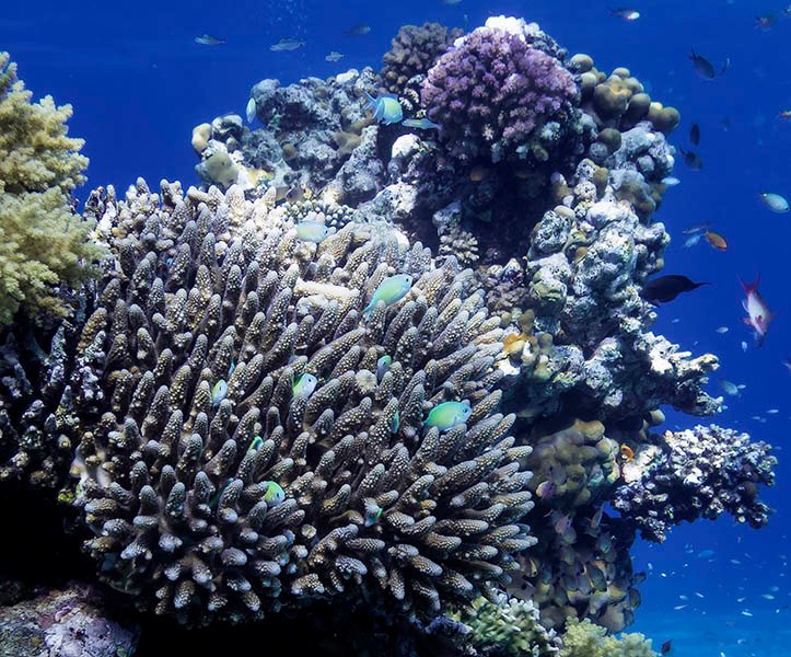 Vibrant coral reef with colorful fish in clear blue water | MSC Cruises Vibrant coral reef with colorful fish in clear blue water | MSC Cruises