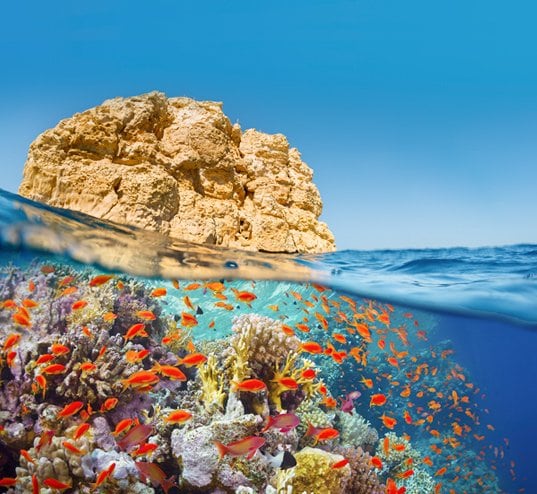 Vibrant coral reef with orange fish under clear blue water near a rocky coastline | MSC Cruises Vibrant coral reef with orange fish under clear blue water near a rocky coastline | MSC Cruises