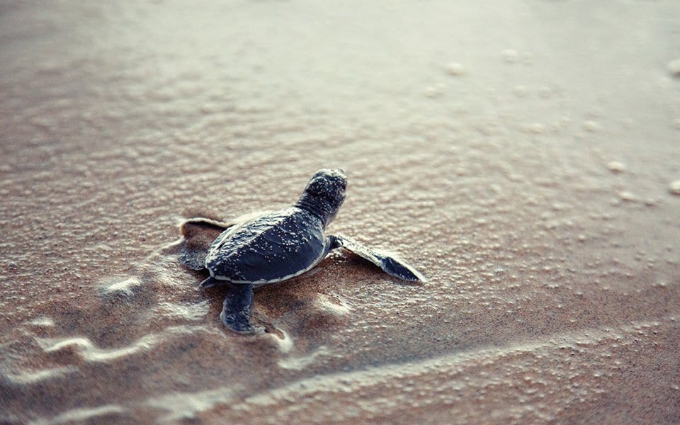 Discover the Future of Cruising - sustainable excursions | MSC Cruises Discover the Future of Cruising - sustainable excursions | MSC Cruises