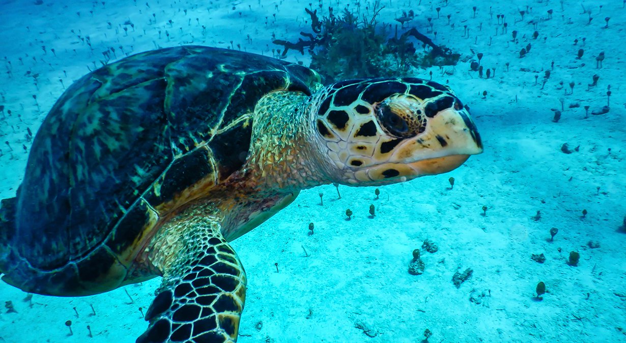 Ocean Cay MSC Marine Reserve, Mission Blue Hope Spot| MSC Cruises