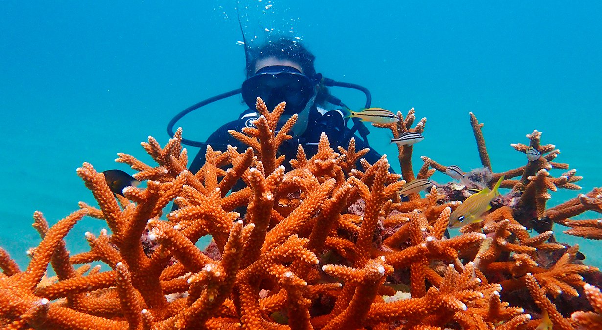 Ocean Cay MSC Marine Reserve, Super Coral Programme| MSC Cruises