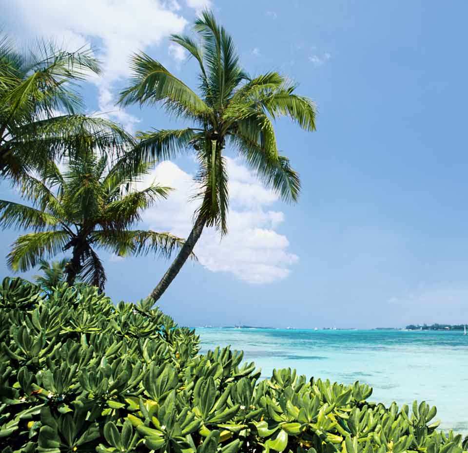 Tropical beach with palm trees and turquoise waters | MSC Cruises Tropical beach with palm trees and turquoise waters | MSC Cruises