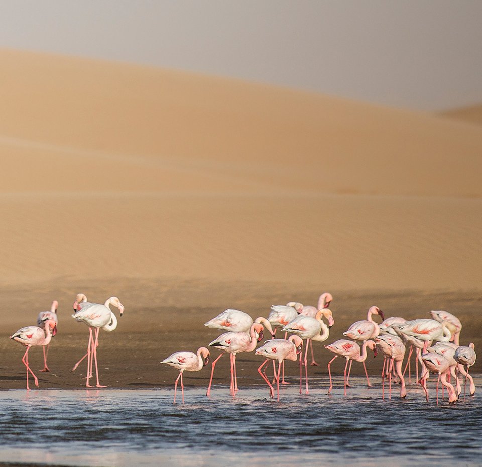 Cruise to Walvis Bay, Namibia | MSC Cruises