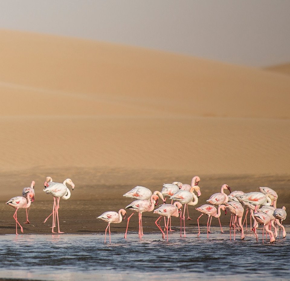 Cruise to Walvis Bay, Namibia | MSC Cruises Cruise to Walvis Bay, Namibia | MSC Cruises