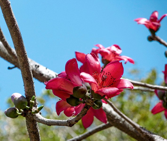 Durban tours, Botanic Gardens | MSC Cruises