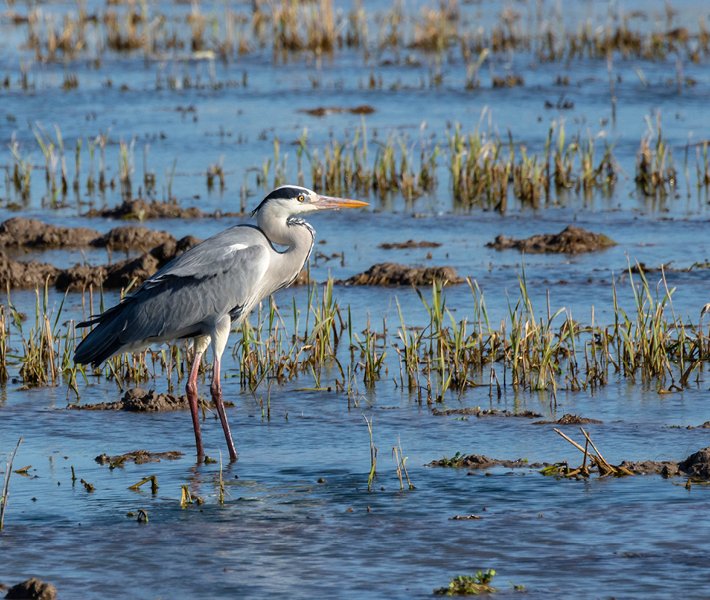 Valencia tours, Albufera | MSC Cruises