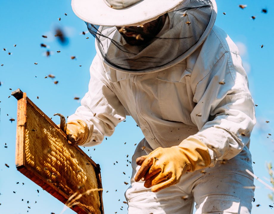 A beekeeper inspecting a honeycomb surrounded by bees under a clear blue sky | MSC Cruises A beekeeper inspecting a honeycomb surrounded by bees under a clear blue sky | MSC Cruises