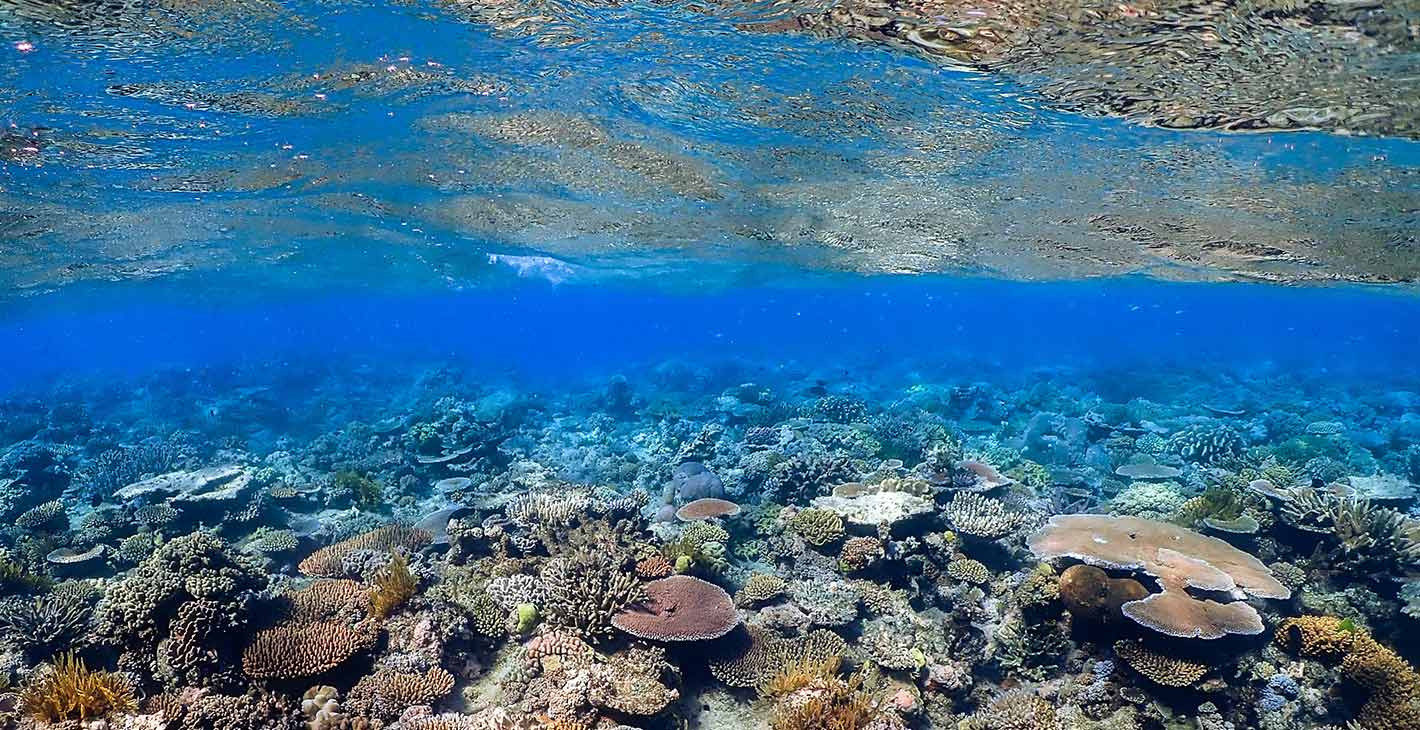 Coral Programme | MSC Foundation